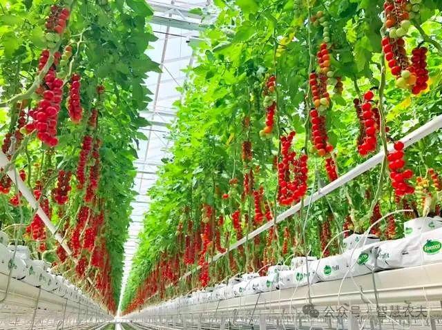 璃温室：现代农业的新引擎龙8游戏国际登录智能玻(图5)